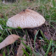 Macrolepiota clelandii at Coree, ACT - 25 Jun 2022