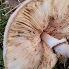 Macrolepiota clelandii at Coree, ACT - 25 Jun 2022