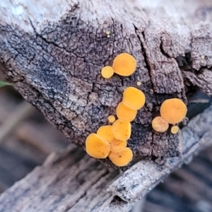 Bisporella citrina at Coree, ACT - 25 Jun 2022