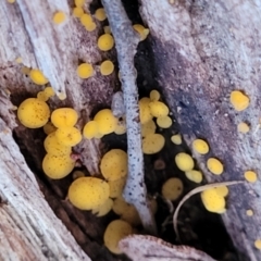 Bisporella citrina at Coree, ACT - 25 Jun 2022