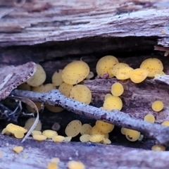 Bisporella citrina at Coree, ACT - 25 Jun 2022 04:50 PM