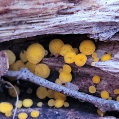 Bisporella citrina at Coree, ACT - 25 Jun 2022 04:50 PM