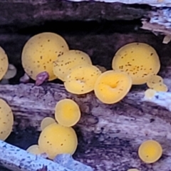 Bisporella citrina at Coree, ACT - 25 Jun 2022 04:50 PM