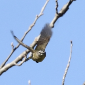 Acanthiza chrysorrhoa at Latham, ACT - 25 Jun 2022