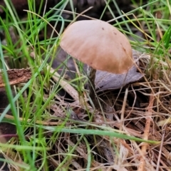 Unverified Cap on a stem; gills below cap [mushrooms or mushroom-like] at Coree, ACT - 25 Jun 2022 by trevorpreston