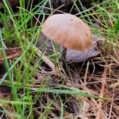 Unidentified Cap on a stem; gills below cap [mushrooms or mushroom-like] at Coree, ACT - 25 Jun 2022 by trevorpreston