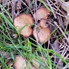 zz agaric (stem; gills not white/cream) at Coree, ACT - 25 Jun 2022 by trevorpreston