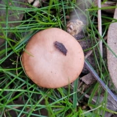 zz agaric (stem; gills not white/cream) at Coree, ACT - 25 Jun 2022