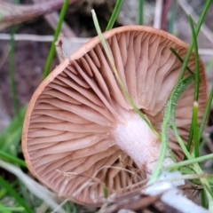 zz agaric (stem; gills not white/cream) at Coree, ACT - 25 Jun 2022