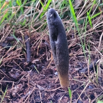 Drechmeria gunnii (Dark Vegetable Caterpillar) at Woodstock Nature Reserve - 25 Jun 2022 by trevorpreston