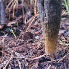 Drechmeria gunnii at Holt, ACT - 25 Jun 2022