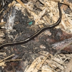 Caenoplana coerulea (Blue Planarian, Blue Garden Flatworm) at Higgins, ACT - 26 Feb 2022 by AlisonMilton