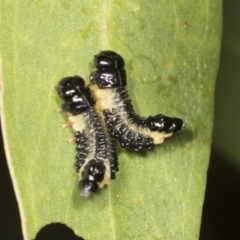 Paropsis atomaria (Eucalyptus leaf beetle) at Higgins, ACT - 4 Feb 2022 by AlisonMilton