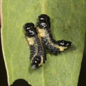 Paropsis atomaria at Higgins, ACT - 5 Feb 2022