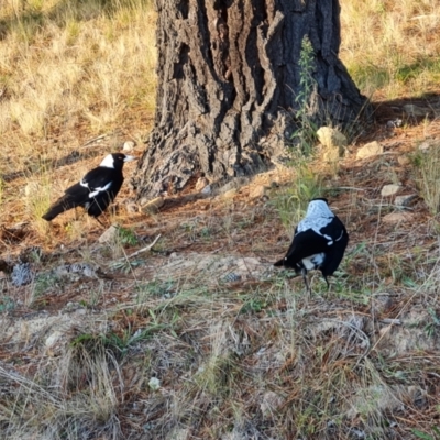 Gymnorhina tibicen (Australian Magpie) at Isaacs, ACT - 25 Jun 2022 by Mike