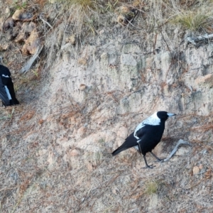 Gymnorhina tibicen at Isaacs, ACT - 25 Jun 2022