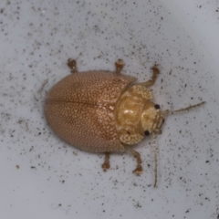 Paropsis atomaria (Eucalyptus leaf beetle) at Higgins, ACT - 4 Feb 2022 by AlisonMilton