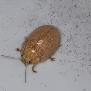 Paropsis atomaria at Higgins, ACT - 5 Feb 2022