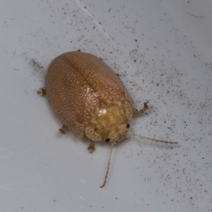 Paropsis atomaria at Higgins, ACT - 5 Feb 2022