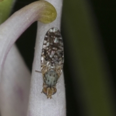 Tephritidae sp. (family) (Unidentified Fruit or Seed fly) at Higgins, ACT - 26 Oct 2021 by AlisonMilton