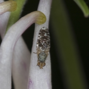 Tephritidae sp. (family) at Higgins, ACT - 26 Oct 2021