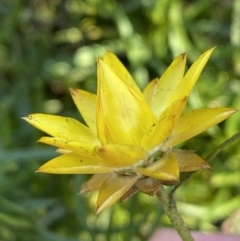 Xerochrysum viscosum at Jerrabomberra, NSW - 25 Jun 2022