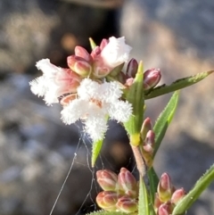 Leucopogon virgatus (Common Beard-heath) at Jerrabomberra, NSW - 25 Jun 2022 by Steve_Bok