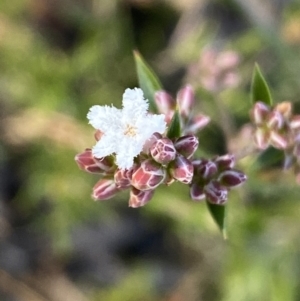 Leucopogon virgatus at Jerrabomberra, NSW - 25 Jun 2022