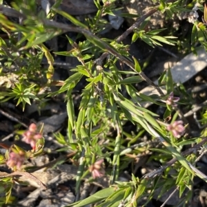 Leucopogon virgatus at Jerrabomberra, NSW - 25 Jun 2022