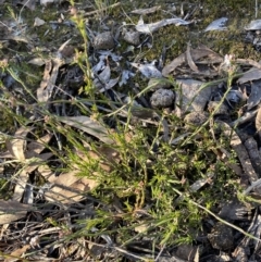 Leucopogon virgatus at Jerrabomberra, NSW - 25 Jun 2022 03:07 PM