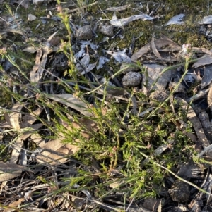 Leucopogon virgatus at Jerrabomberra, NSW - 25 Jun 2022 03:07 PM