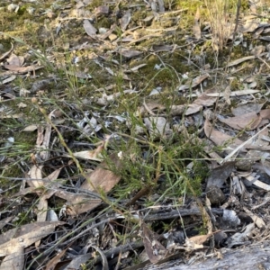 Leucopogon virgatus at Jerrabomberra, NSW - 25 Jun 2022 03:07 PM