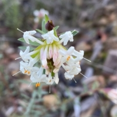 Pimelea linifolia subsp. linifolia (Queen of the Bush, Slender Rice-flower) at Mount Jerrabomberra QP - 25 Jun 2022 by Steve_Bok