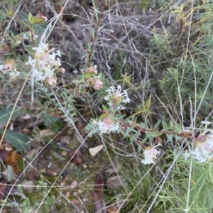 Pimelea linifolia subsp. linifolia at Jerrabomberra, NSW - 25 Jun 2022 02:47 PM