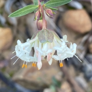 Pimelea linifolia subsp. linifolia at Jerrabomberra, NSW - 25 Jun 2022 02:47 PM