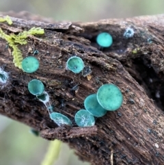 Chlorociboria (An elfcup fungus) at Jerrabomberra, NSW - 25 Jun 2022 by SteveBorkowskis