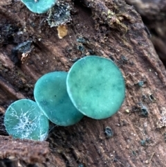 Chlorociboria at Jerrabomberra, NSW - 25 Jun 2022