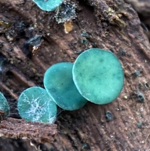 Chlorociboria at Jerrabomberra, NSW - 25 Jun 2022