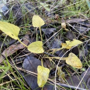 Viola betonicifolia subsp. betonicifolia at Jerrabomberra, NSW - 25 Jun 2022 01:55 PM