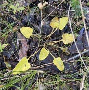 Viola betonicifolia subsp. betonicifolia at Jerrabomberra, NSW - 25 Jun 2022 01:55 PM