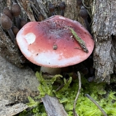 Russula sp. (genus) (Russula) at Jerrabomberra, NSW - 25 Jun 2022 by SteveBorkowskis