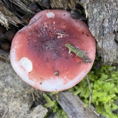 Russula sp. at Jerrabomberra, NSW - 25 Jun 2022