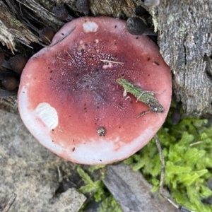 Russula sp. at Jerrabomberra, NSW - 25 Jun 2022