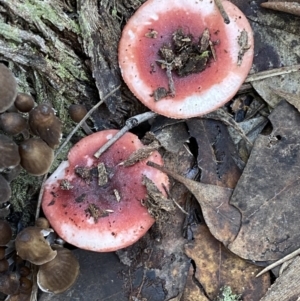 Russula sp. at Jerrabomberra, NSW - 25 Jun 2022