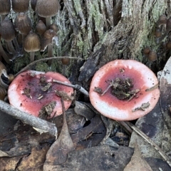 Russula sp. at Jerrabomberra, NSW - 25 Jun 2022