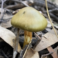 Cortinarius austrovenetus (Green Skinhead) at Mount Jerrabomberra - 25 Jun 2022 by SteveBorkowskis