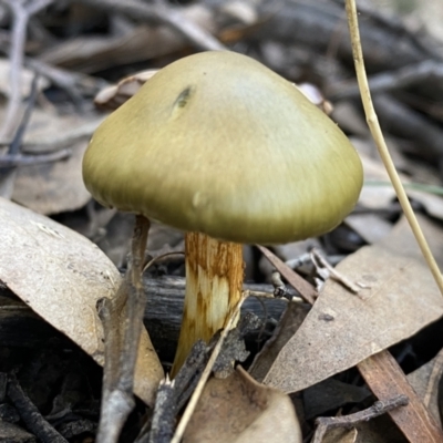 Cortinarius austrovenetus (Green Skinhead) at Mount Jerrabomberra - 25 Jun 2022 by Steve_Bok