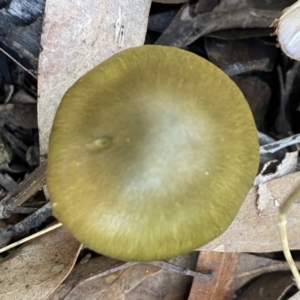 Cortinarius austrovenetus at Jerrabomberra, NSW - 25 Jun 2022