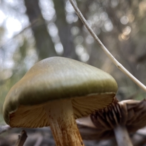 Cortinarius austrovenetus at Jerrabomberra, NSW - 25 Jun 2022