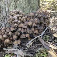 Mycena sp. (Mycena) at Mount Jerrabomberra - 25 Jun 2022 by SteveBorkowskis